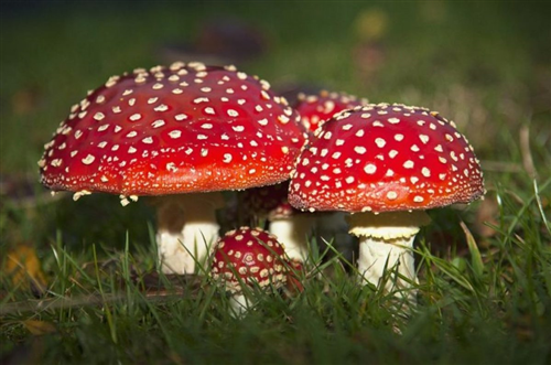 Controllo commestibilità funghi da parte di ASL AT